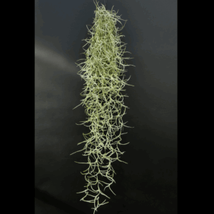 Tillandsia usneoides ‚ZigZag Silver‘ (Spanisches Moos)