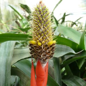 Aechmea pineliana var. minuta