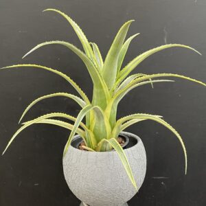 Aechmea recurvata 'Aztec Gold'