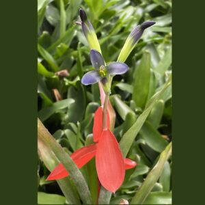 Billbergia nana (Windigig Special) (syn. Bill. anoena 'Nana' / Bill. buchholtzii No.1)