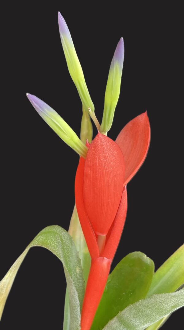 Billbergia nana (Windigig Special) (syn. Bill. anoena 'Nana' / Bill. buchholtzii No.1) – Bild 2