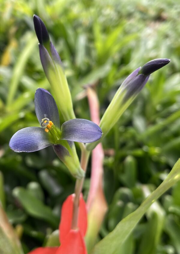 Billbergia nana (Windigig Special) (syn. Bill. anoena 'Nana' / Bill. buchholtzii No.1) – Bild 3