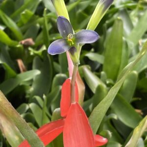 Billbergia nana (Windigig Special) (syn. Bill. anoena 'Nana' / Bill. buchholtzii No.1)