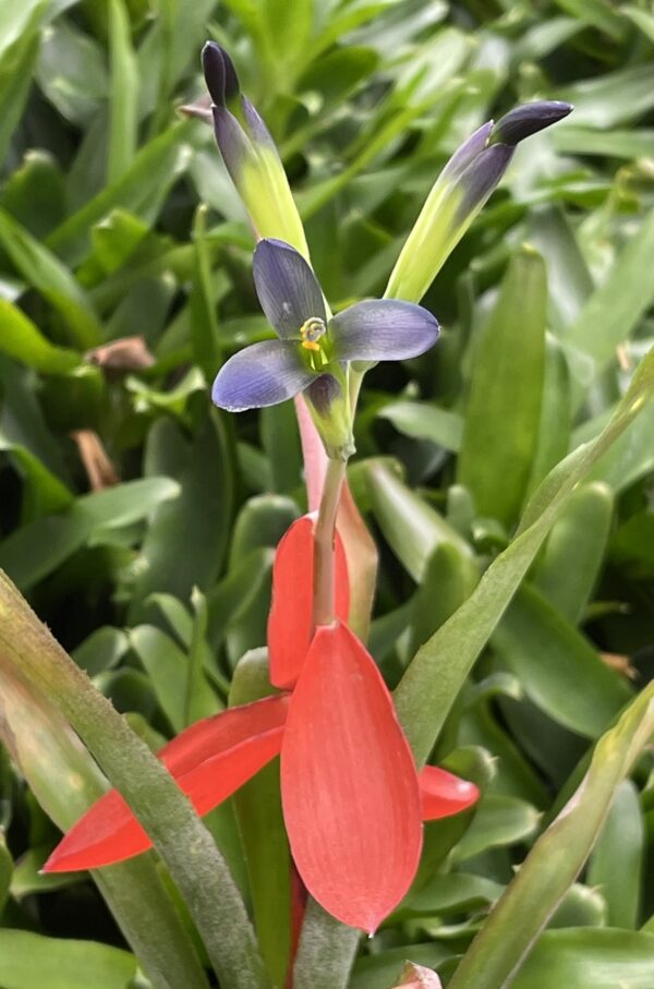 Billbergia nana (Windigig Special) (syn. Bill. anoena 'Nana' / Bill. buchholtzii No.1)