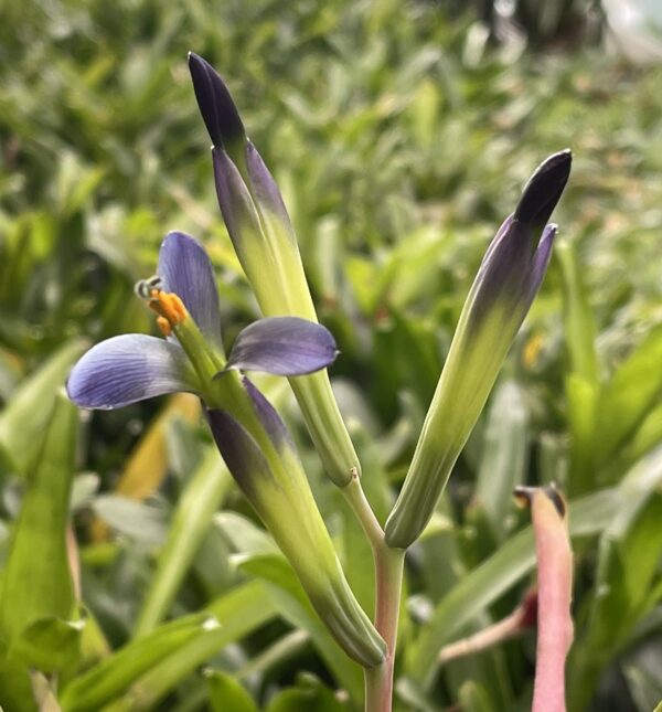 Billbergia nana (Windigig Special) (syn. Bill. anoena 'Nana' / Bill. buchholtzii No.1) – Bild 4