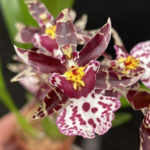 Brassidium 'Magnificent Magnesium' AK248