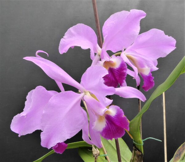 Cattleya warneri – Bild 4
