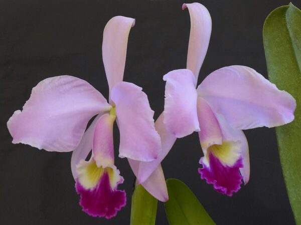 Cattleya warneri – Bild 3
