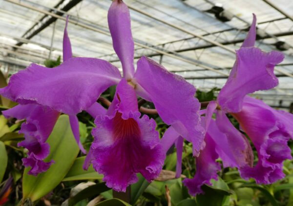 Cattleya warneri – Bild 8