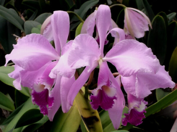 Cattleya warneri – Bild 2
