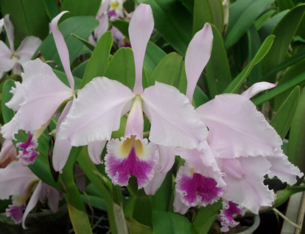 Cattleya warneri – Bild 5