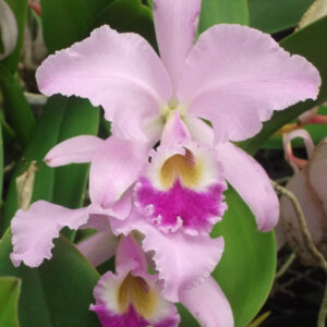 Cattleya warneri