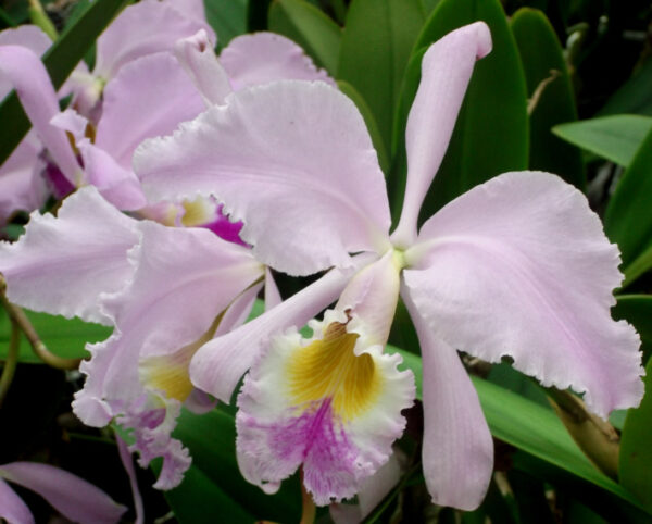 Cattleya warneri – Bild 7