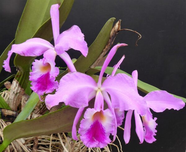 Cattleya warneri – Bild 6