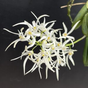 Dockrillia nugettii