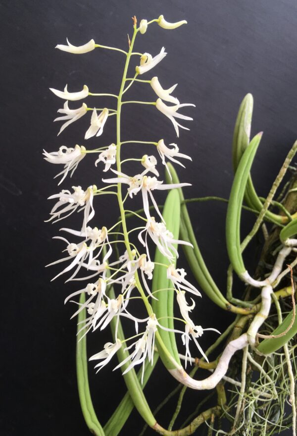Dockrillia wassellii – Bild 3