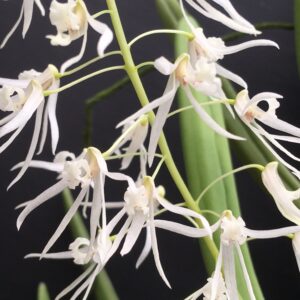 Dockrillia wassellii