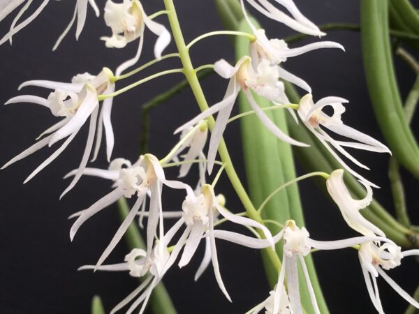 Dockrillia wassellii