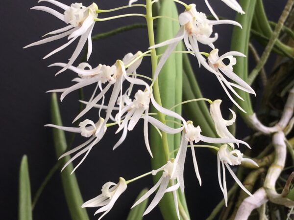 Dockrillia wassellii – Bild 2