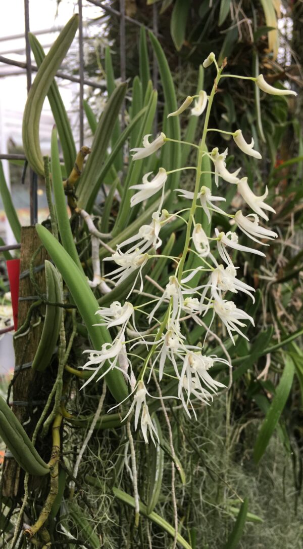 Dockrillia wassellii – Bild 5