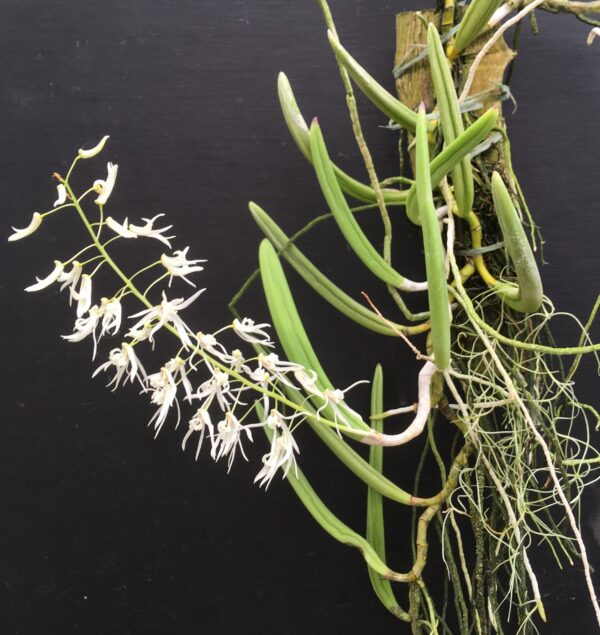 Dockrillia wassellii – Bild 4