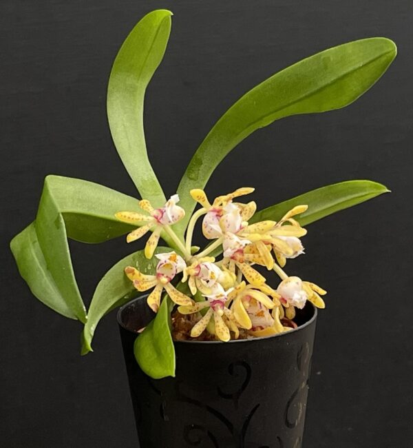 Gastrochilus obliquus x acutifolius – Bild 5