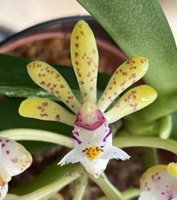 Gastrochilus obliquus x acutifolius – Bild 2