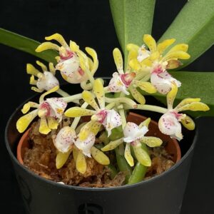 Gastrochilus obliquus x acutifolius