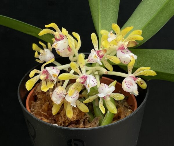 Gastrochilus obliquus x acutifolius