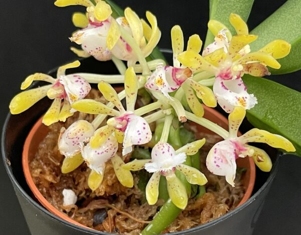 Gastrochilus obliquus x acutifolius – Bild 4