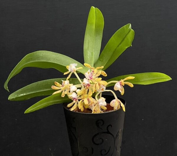 Gastrochilus obliquus x acutifolius – Bild 3