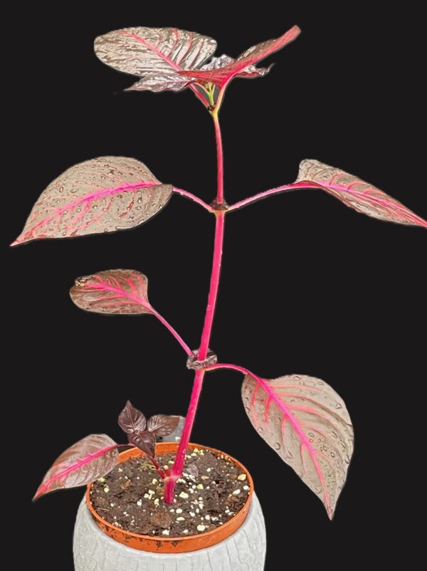 Iresine herbstii (Blutblatt, Bloodleaf) – Bild 9