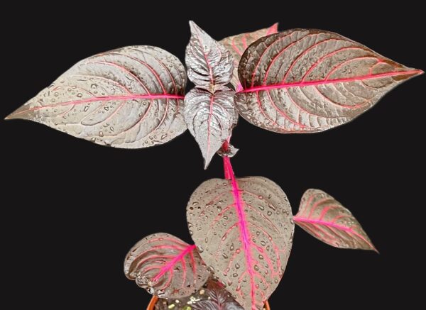 Iresine herbstii (Blutblatt, Bloodleaf) – Bild 8