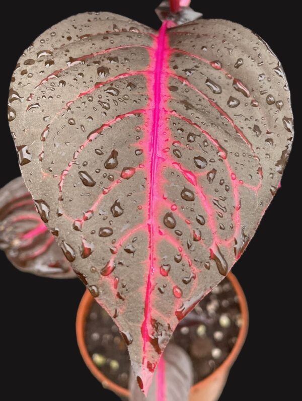 Iresine herbstii (Blutblatt, Bloodleaf) – Bild 6