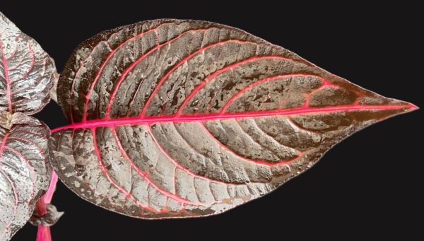 Iresine herbstii (Blutblatt, Bloodleaf) – Bild 3