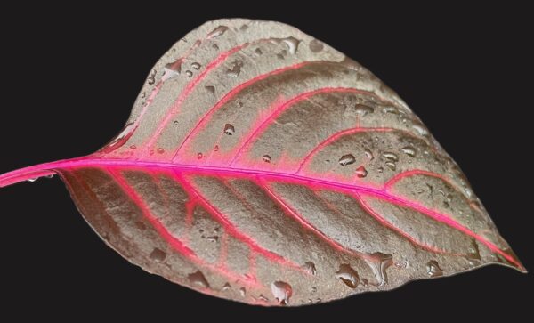 Iresine herbstii (Blutblatt, Bloodleaf) – Bild 7