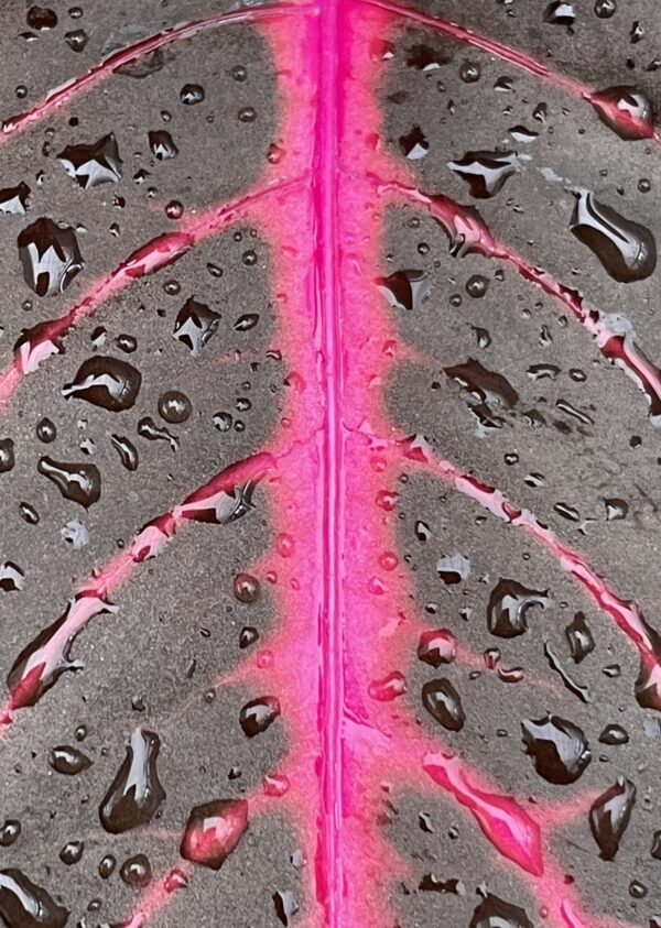Iresine herbstii (Blutblatt, Bloodleaf) – Bild 4