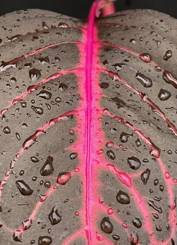 Iresine herbstii (Blutblatt, Bloodleaf) – Bild 5