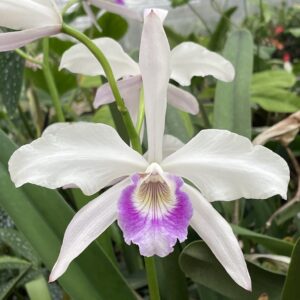 Laelaia purpurata var. Russelliana