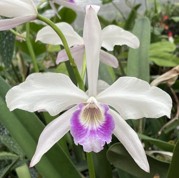 Laelaia purpurata var. Russelliana