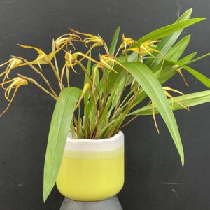 Maxillaria bradei Hybride
