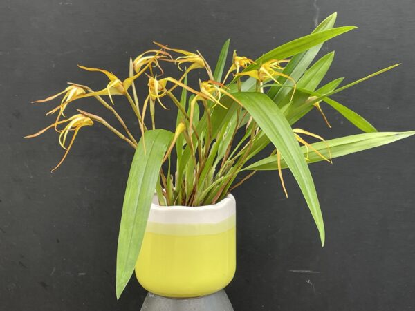 Maxillaria bradei Hybride
