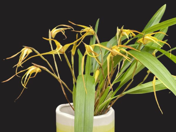 Maxillaria bradei Hybride – Bild 3