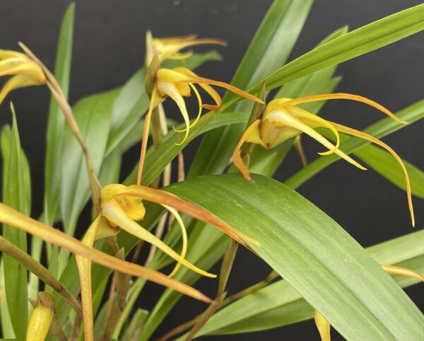 Maxillaria bradei Hybride – Bild 5
