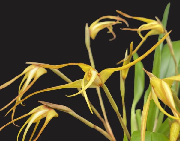 Maxillaria bradei Hybride – Bild 2