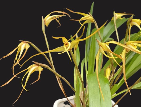 Maxillaria bradei Hybride – Bild 4