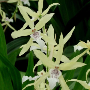 Miltonia flavescens