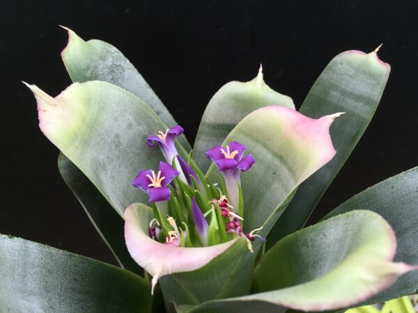 Neoregelia bahiana (syn. bahiana Forma Viridis) – Bild 4