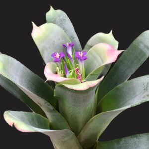 Neoregelia bahiana (syn. bahiana Forma Viridis)