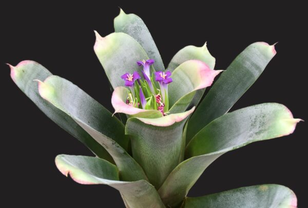 Neoregelia bahiana (syn. bahiana Forma Viridis)